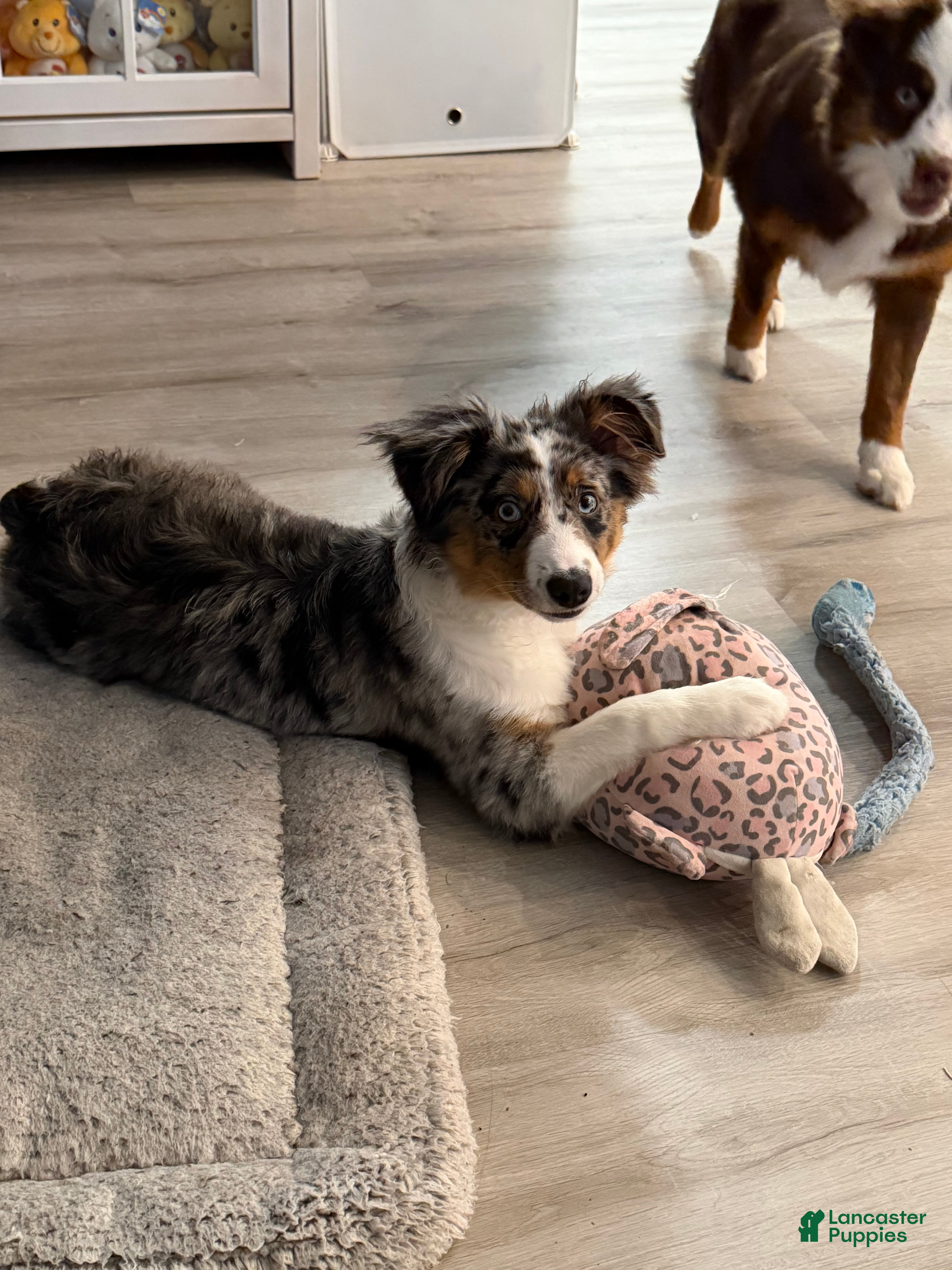 Miniature Australian Shepherd dogs Miniature Australian Shepherd Puppy 1 - Ad 1