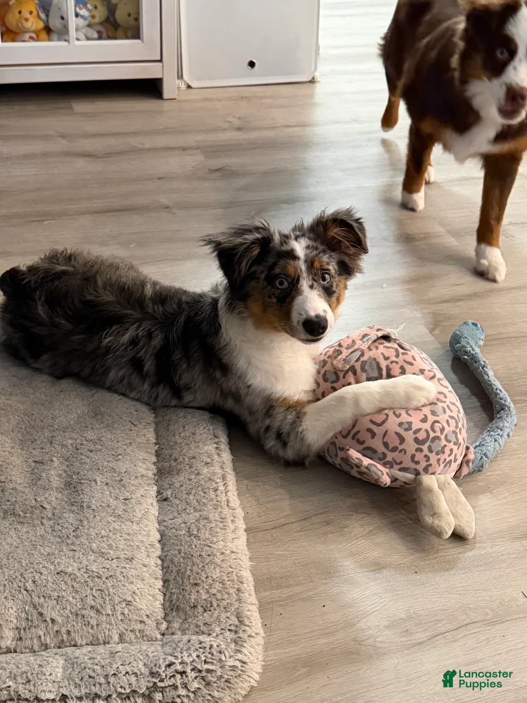 Miniature Australian Shepherd dogs for sale: Miniature Australian Shepherd Puppy 1 - Ad 1