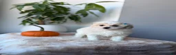 Maltipoo dogs for sale: Sunshine - Ad 5