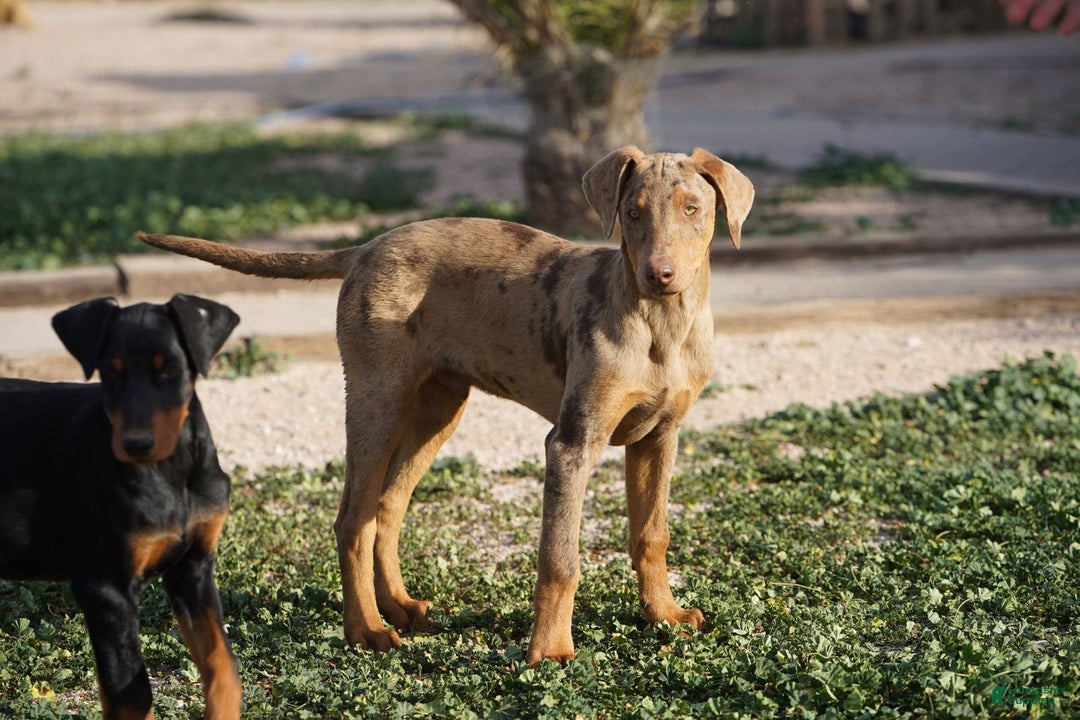 Mixed Breed dogs for sale: Lilac Fawn Merle M1 RT - Ad 17