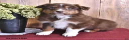 Australian Shepherd dogs for sale: Copper - Ad 2