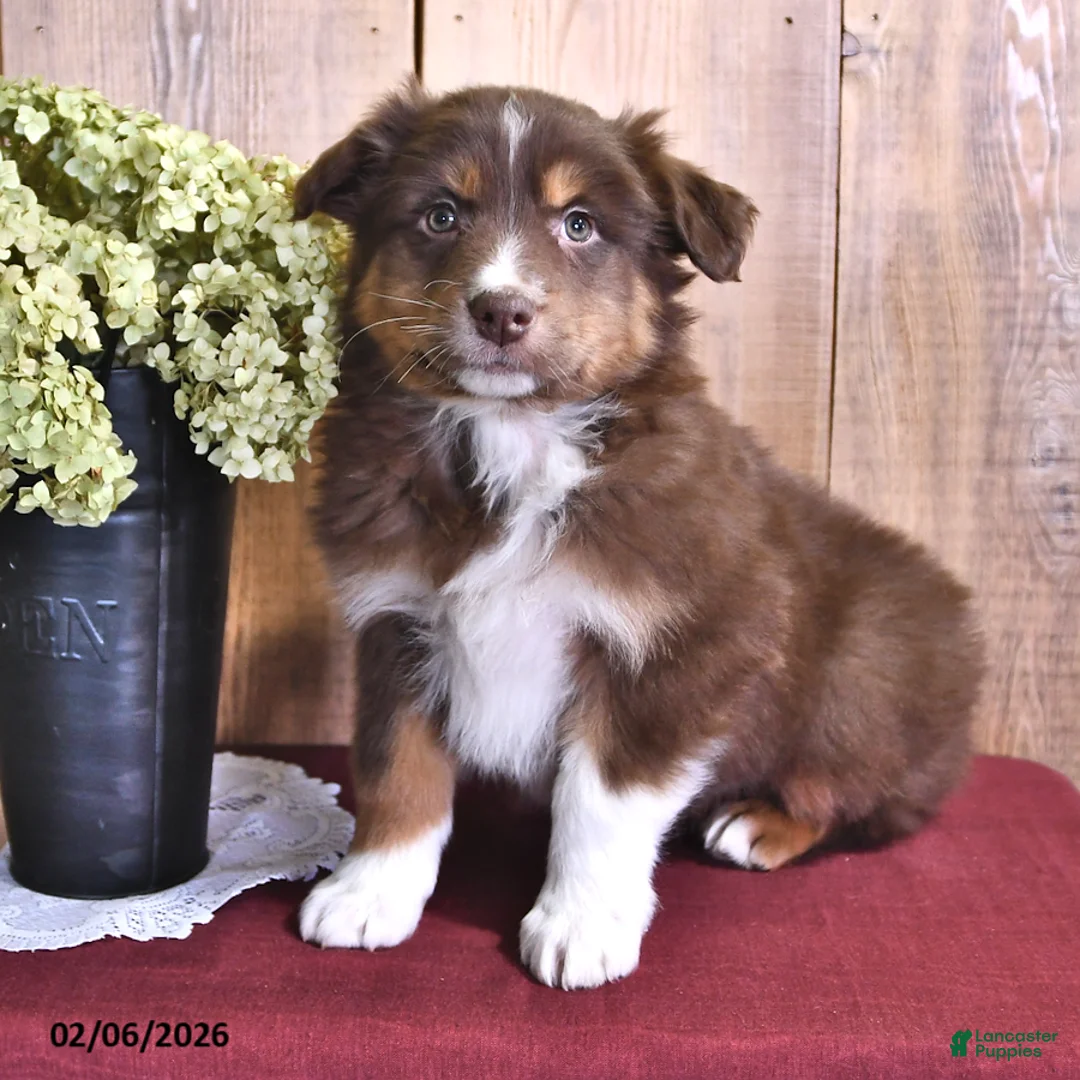 Australian Shepherd dogs for sale: Copper - Ad 2