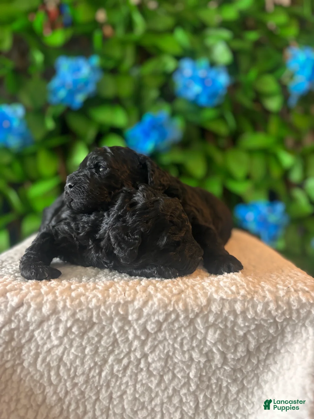 Mini Goldendoodle dogs for sale: Mini Poodle Mix Puppy - Ad 2