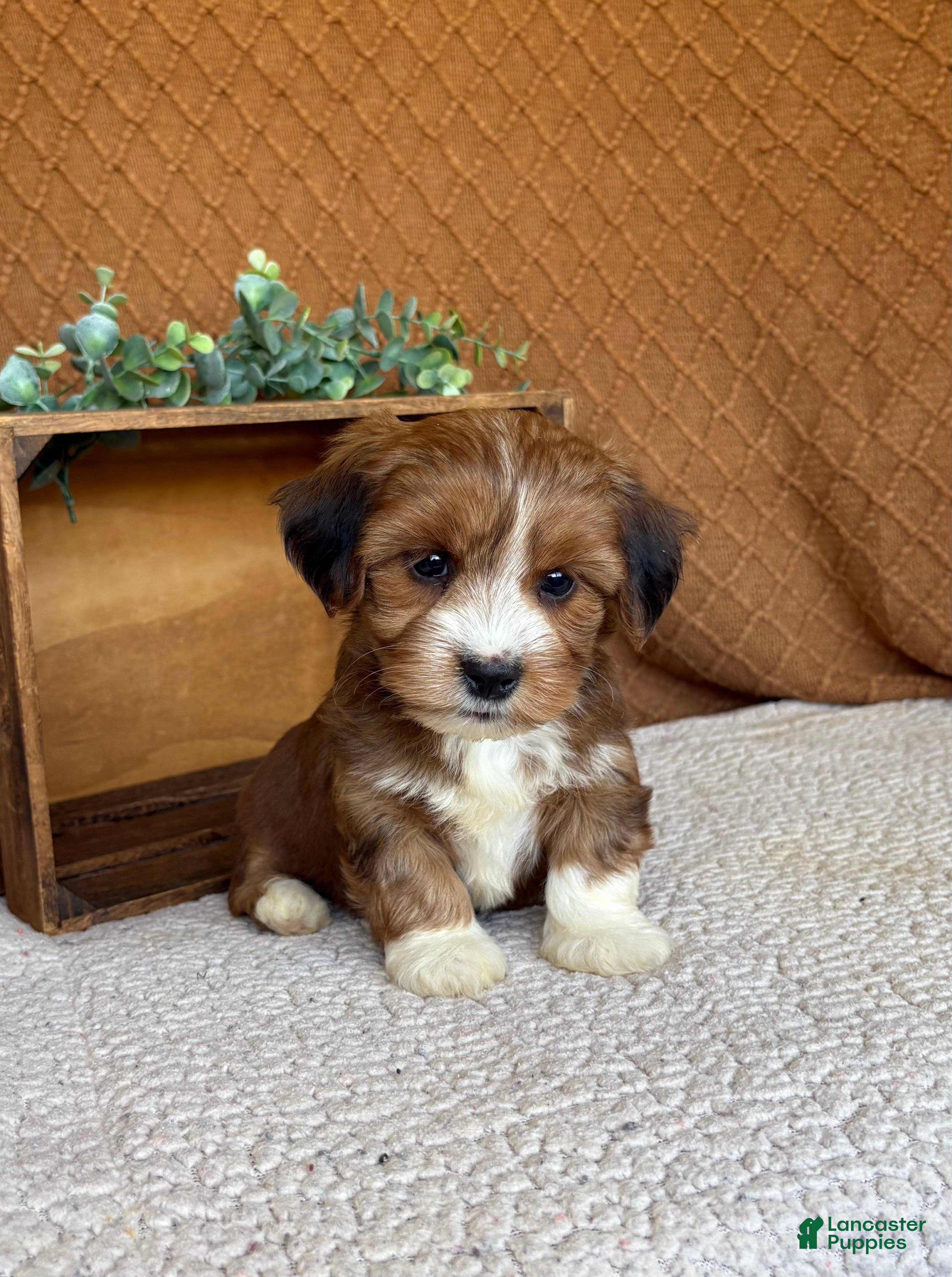 Havanese dogs Sheldon  - Ad 2