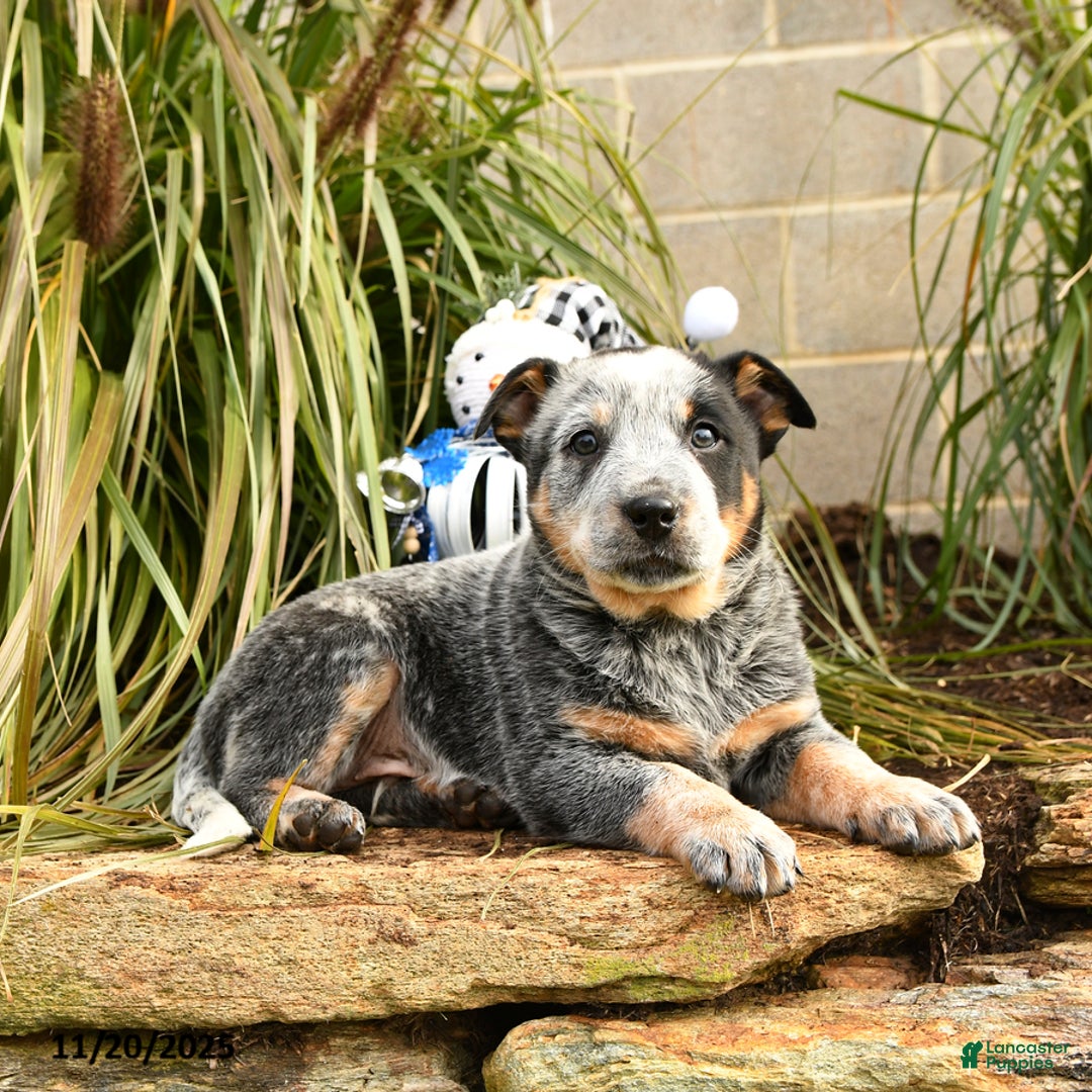 Australian Cattle Dog dogs for sale: Hardy - Ad 4