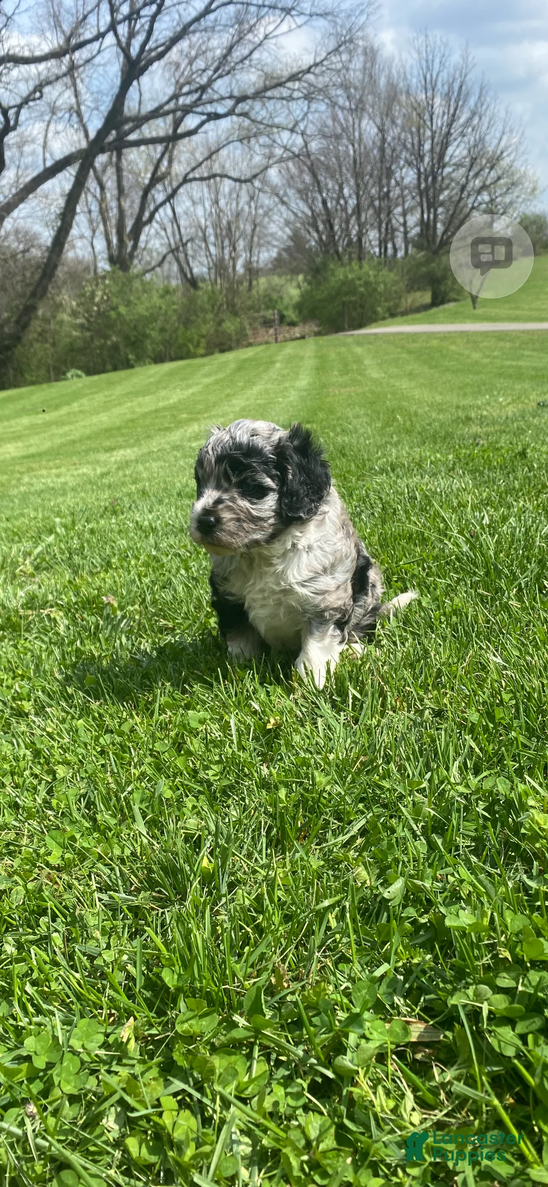 Mixed Breed dogs for sale: Mixed Breed Puppy 2 - Ad 2