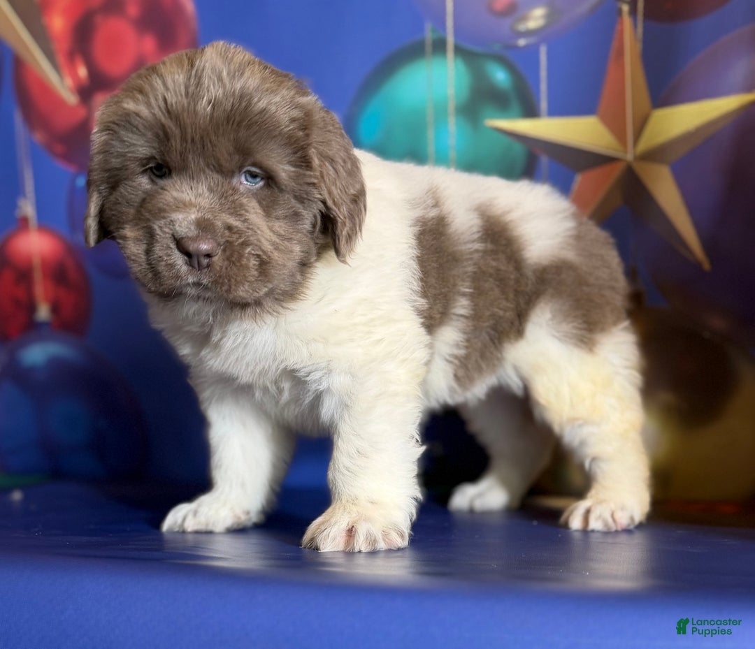Mixed Breed dogs for sale: Storm OFA DNA  - Ad 13
