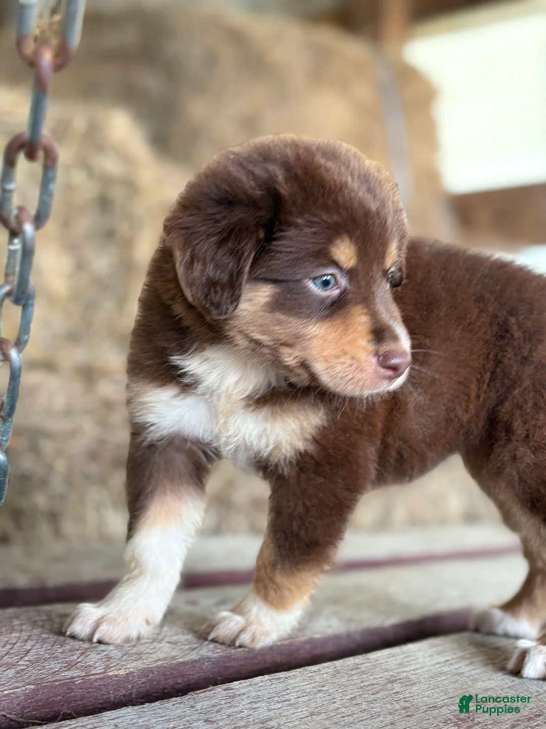 Australian Shepherd dogs for sale: Aspen - Ad 2