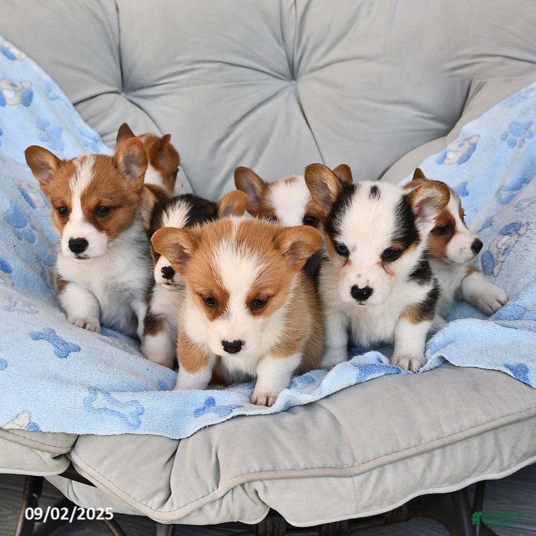 Welsh Corgi Pembroke dogs for sale: Nugget - Ad 18