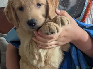 Golden Retriever dogs for sale: Riff - Ad 3