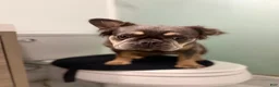 French Bulldog dogs for sale: Vanilla - Ad 5