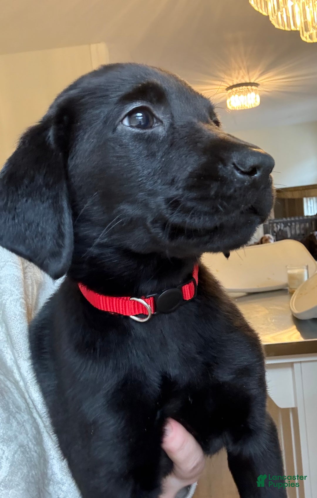 Labrador Retriever dogs for sale: Labrador Retriever Puppy- Red Collar - Ad 3