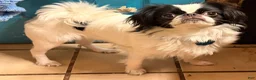 Mixed Breed dogs for sale: Mixed Breed 2 - Ad 3