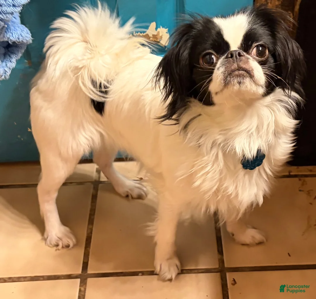 Mixed Breed dogs for sale: Mixed Breed 2 - Ad 3