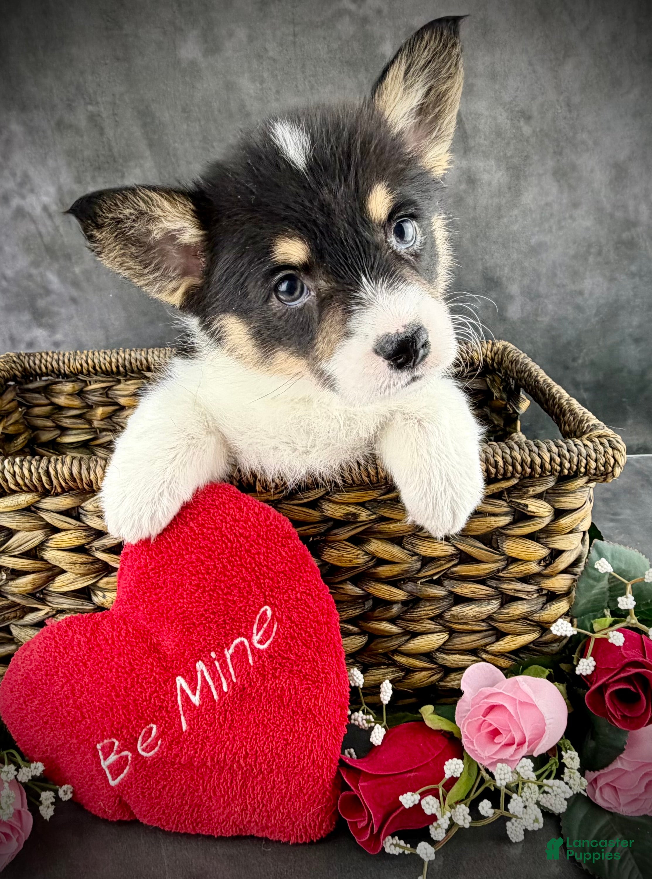 Welsh Corgi Pembroke dogs Molly Tailed Baby ❤️ - Ad 5