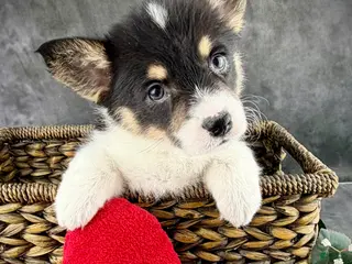 Welsh Corgi Pembroke dogs Molly Tailed Baby ❤️ - Ad 5