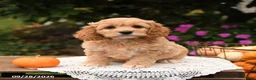 Cockapoo dogs for sale: Teddy - Ad 5