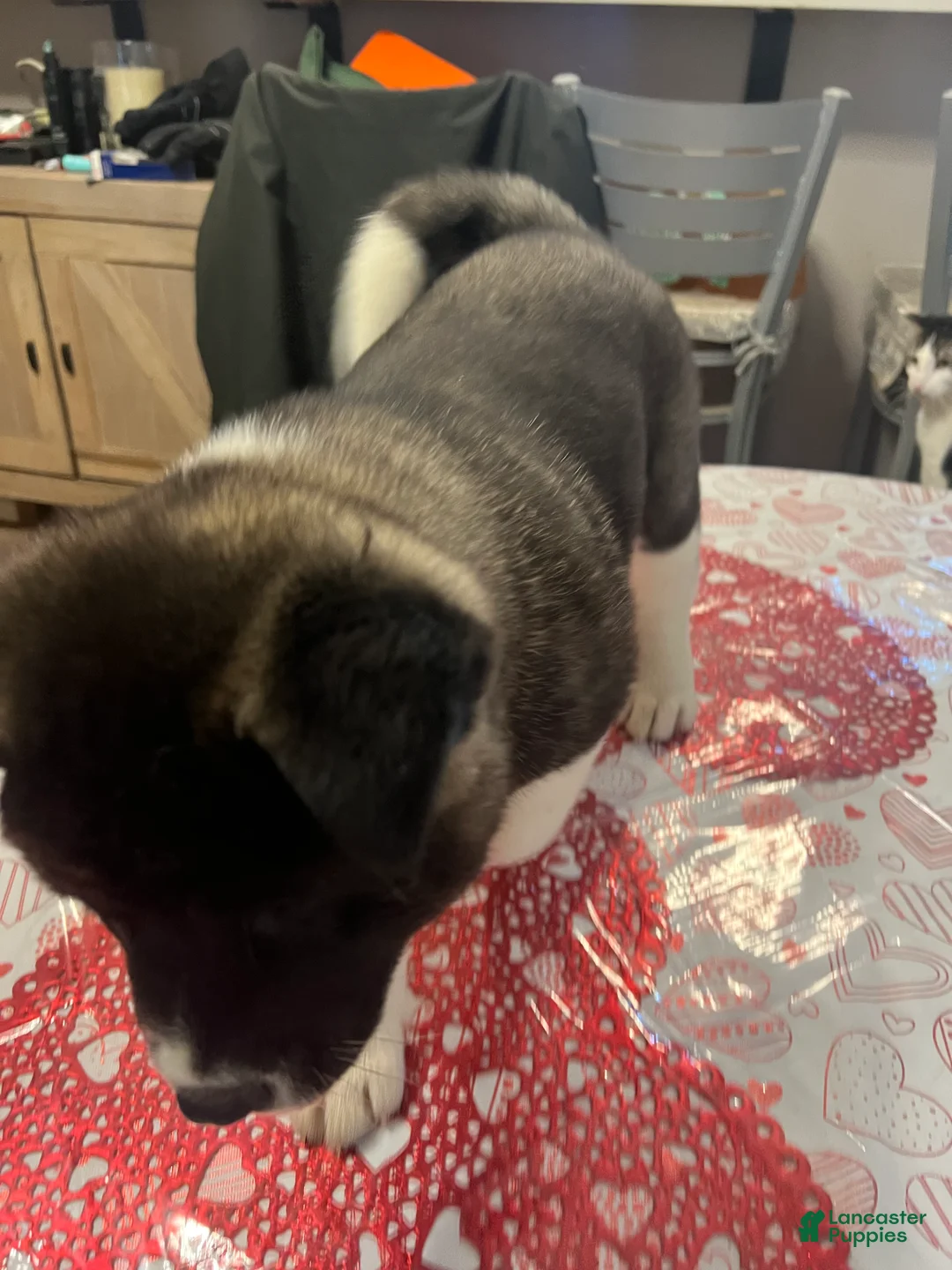 Akita dogs for sale: Dancer - Ad 4