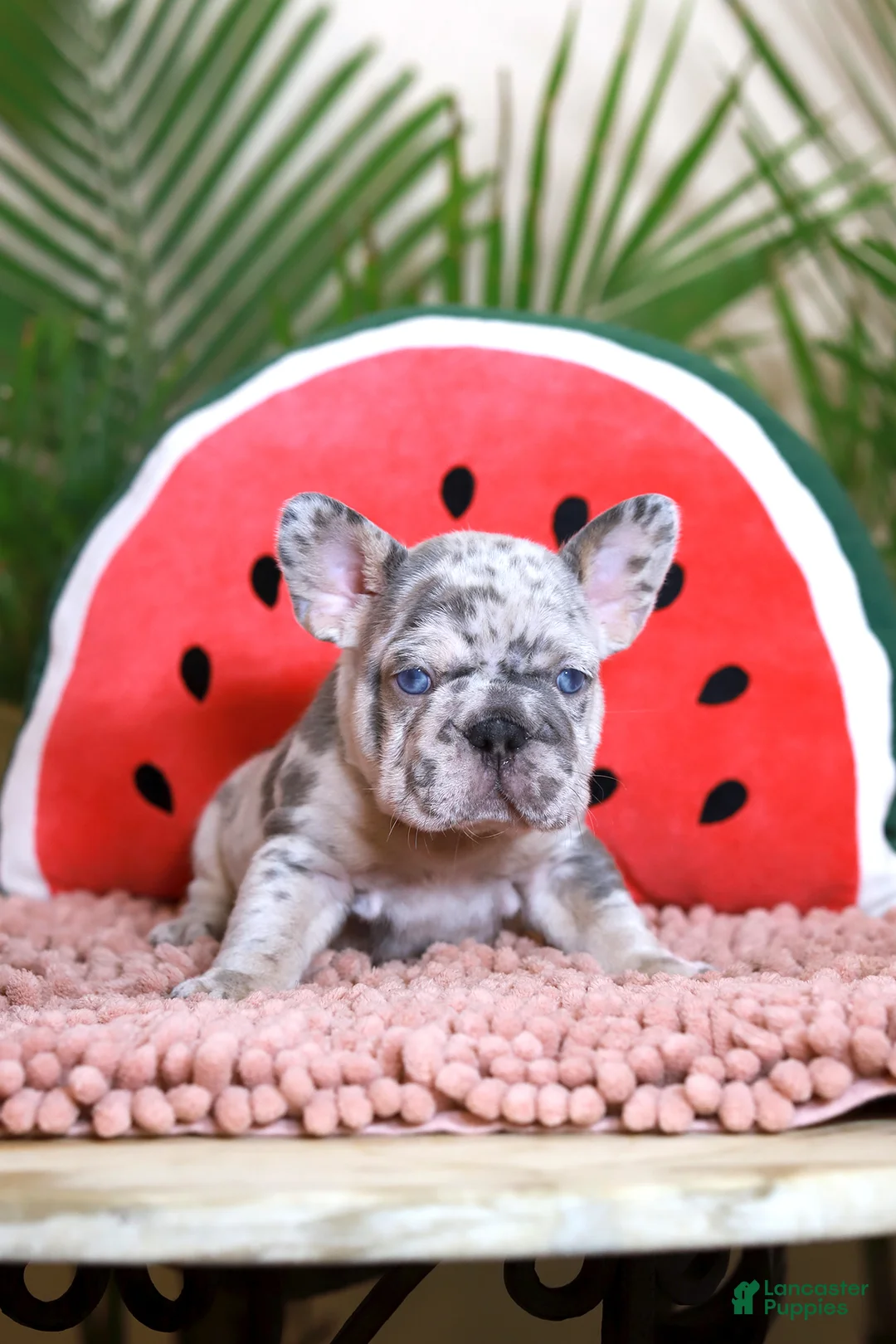 French Bulldog dogs for sale: Ragnar - Ad 1