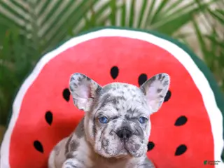 French Bulldog dogs for sale: Ragnar - Ad 3