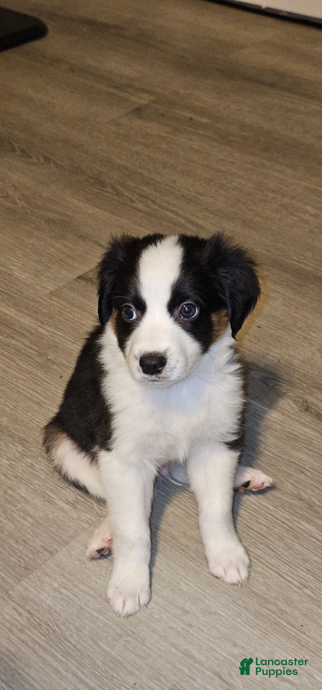 Mini Aussiedoodle dogs for sale: Mini Aussiedoodle Puppy 2 - Ad 2