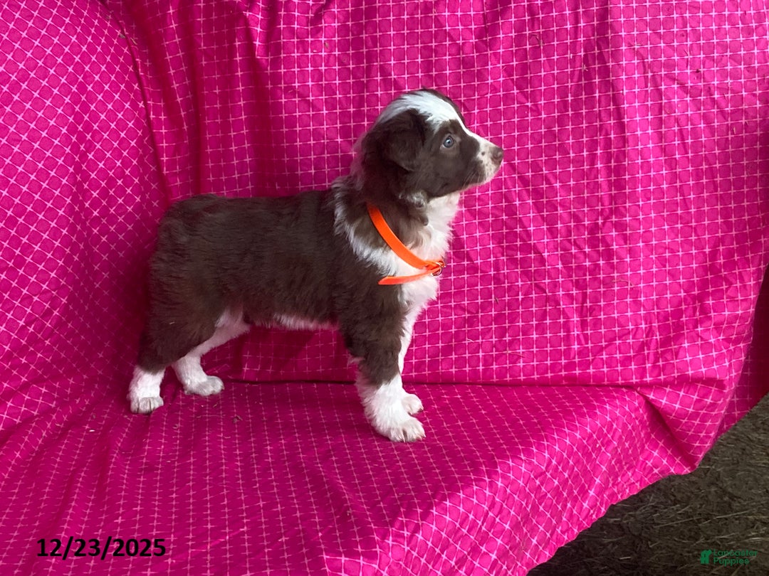 Mixed Breed dogs for sale: Ginger - Ad 3