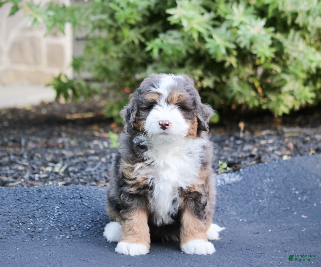 Mini Bernedoodle dogs Mini Bernedoodle Puppy 1 - Ad 2