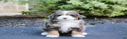 Mini Bernedoodle dogs for sale: Mini Bernedoodle Puppy 1 - Ad 2