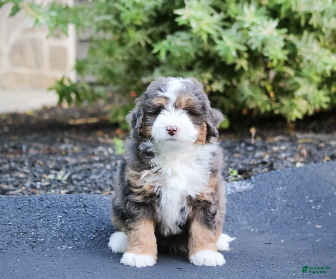 Mini Bernedoodle dogs for sale: Mini Bernedoodle Puppy 1 - Ad 2