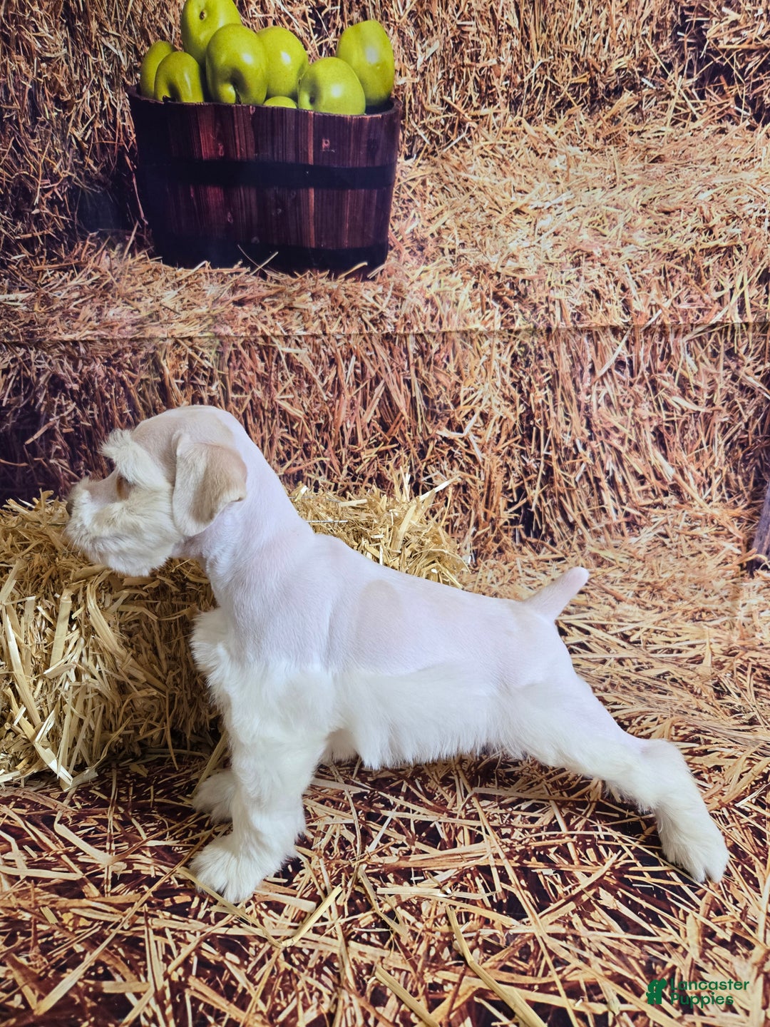 Miniature Schnauzer dogs for sale: Migo, Miniature Schnauzer Puppy Male - Ad 3