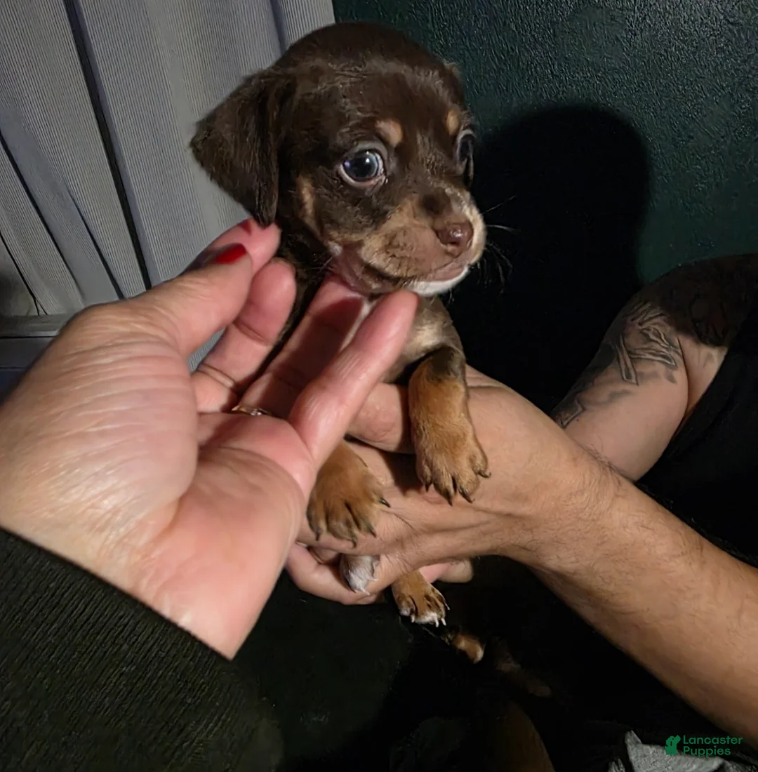 Chiweenie dogs for sale: Chiweenie Puppy 4 - Ad 1