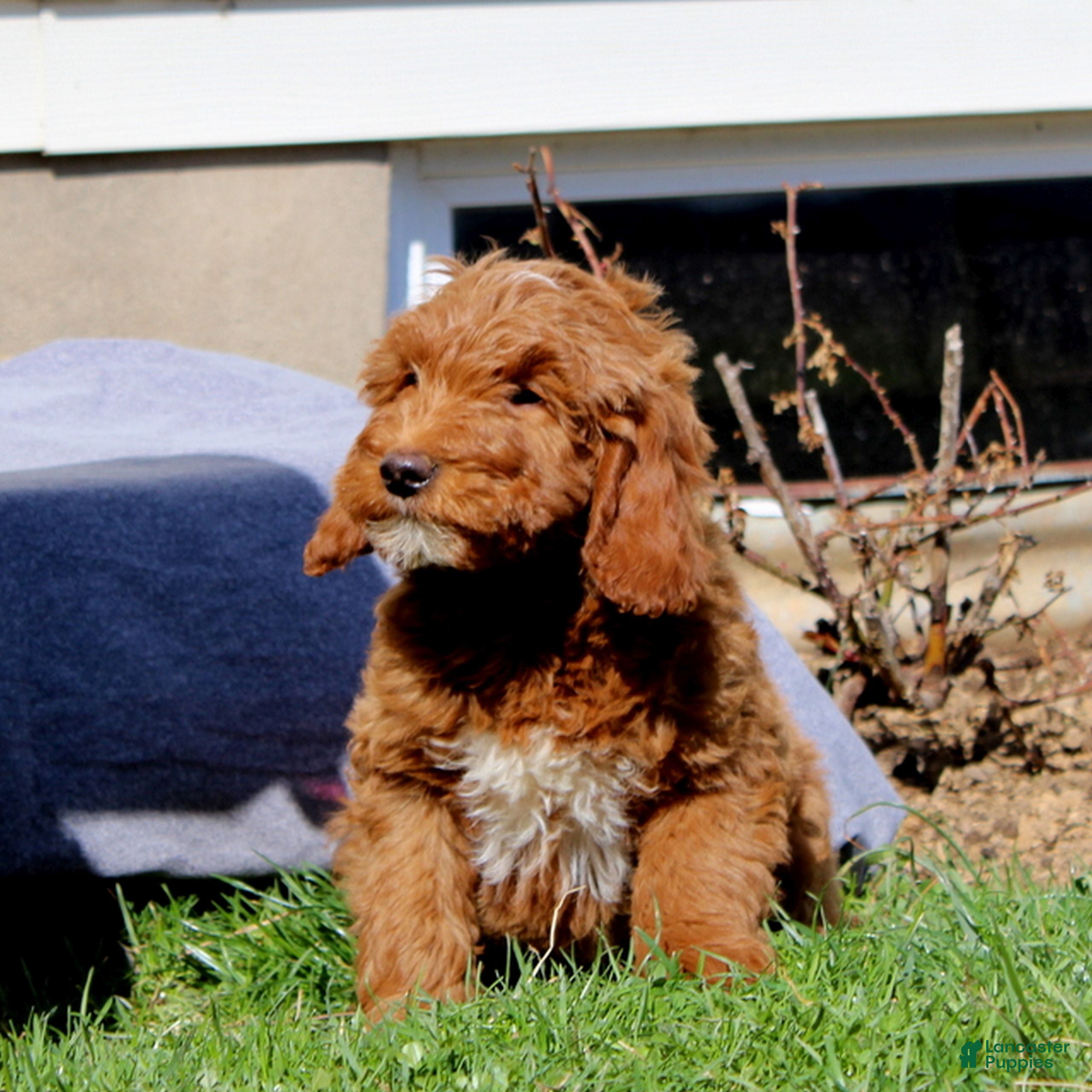 Mini Goldendoodle dogs Skip  - Ad 2