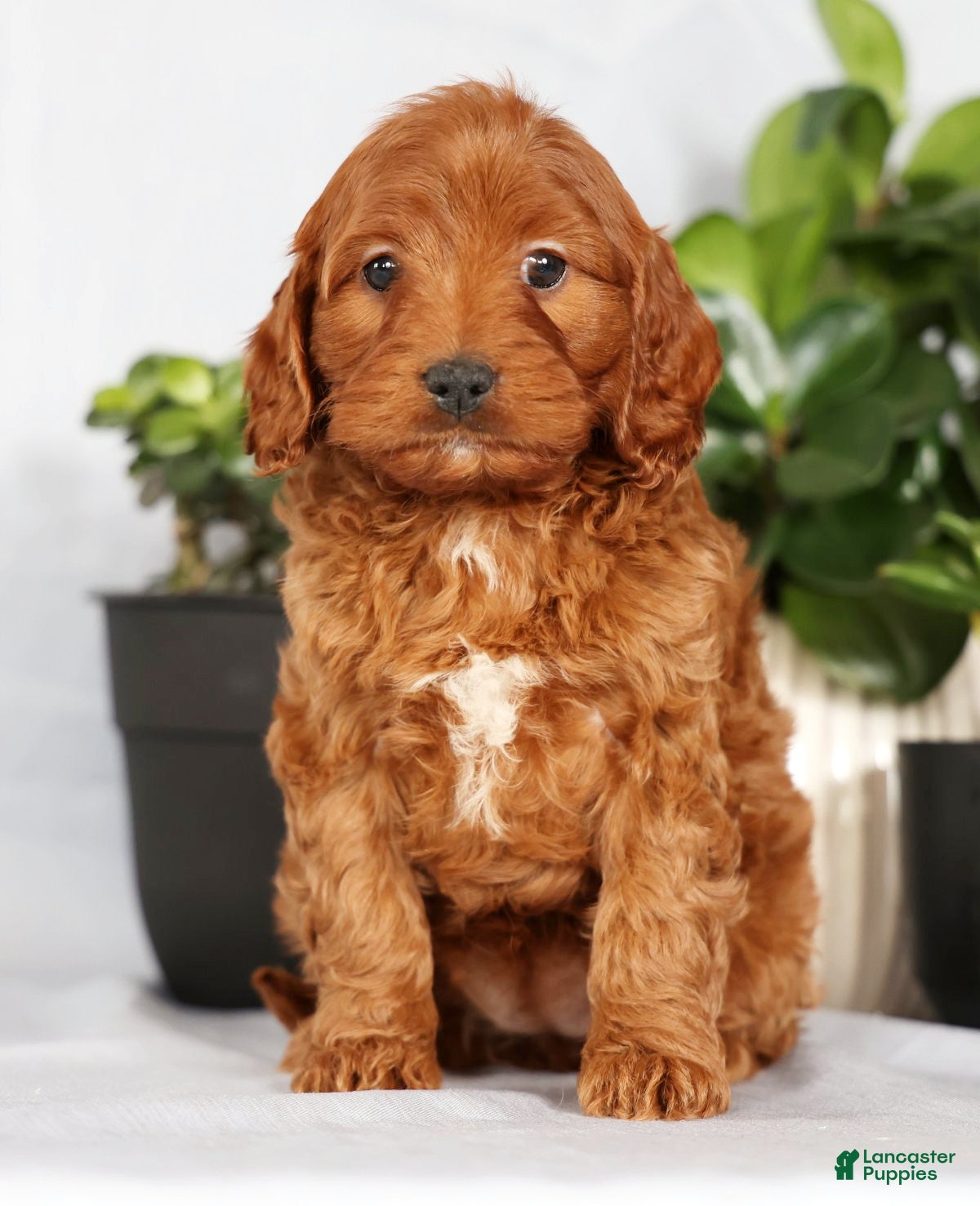 Cavapoo dogs Mia - Ad 2