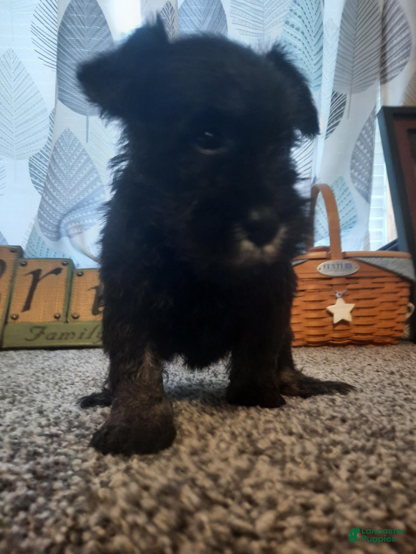 Miniature Schnauzer dogs AKC Oreo - Ad 2