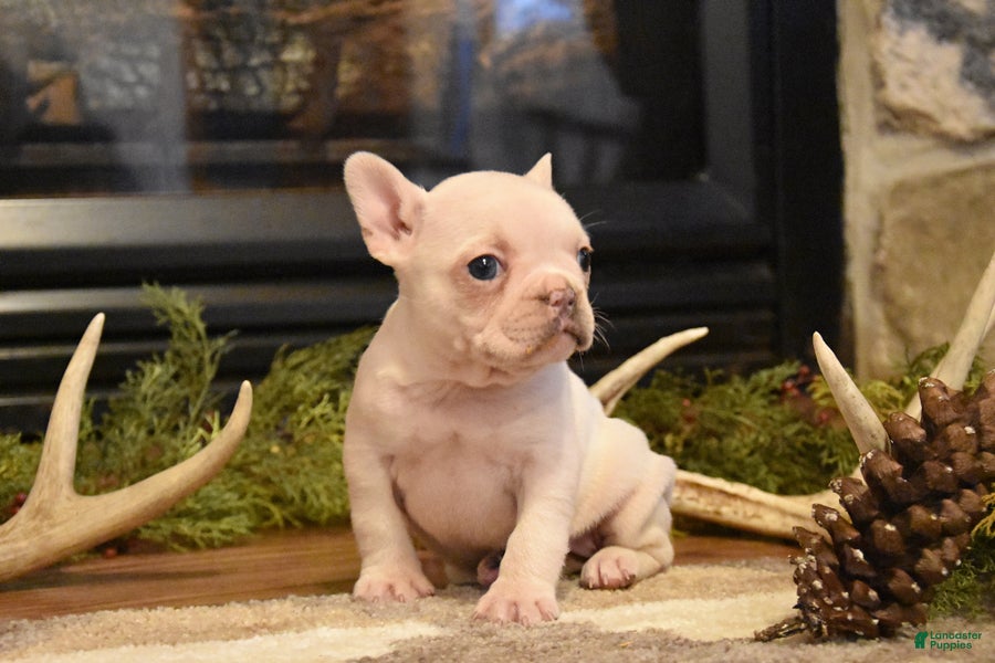 French Bulldog dogs Lilac - Ad 2