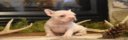French Bulldog dogs for sale: Lilac - Ad 2