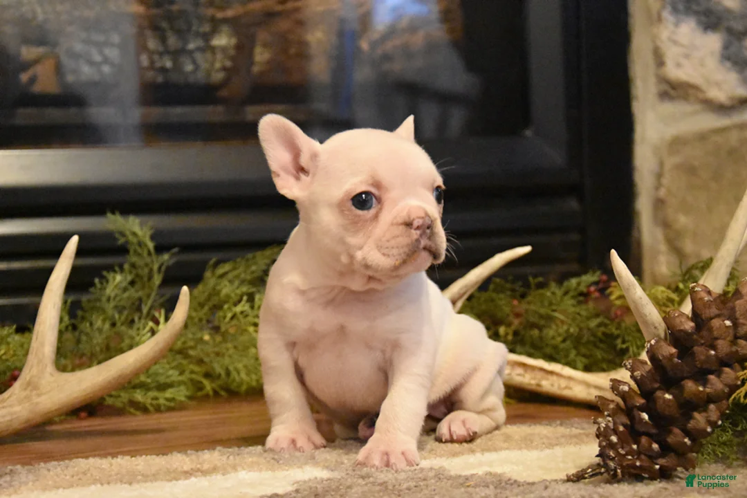 French Bulldog dogs for sale: Lilac - Ad 2