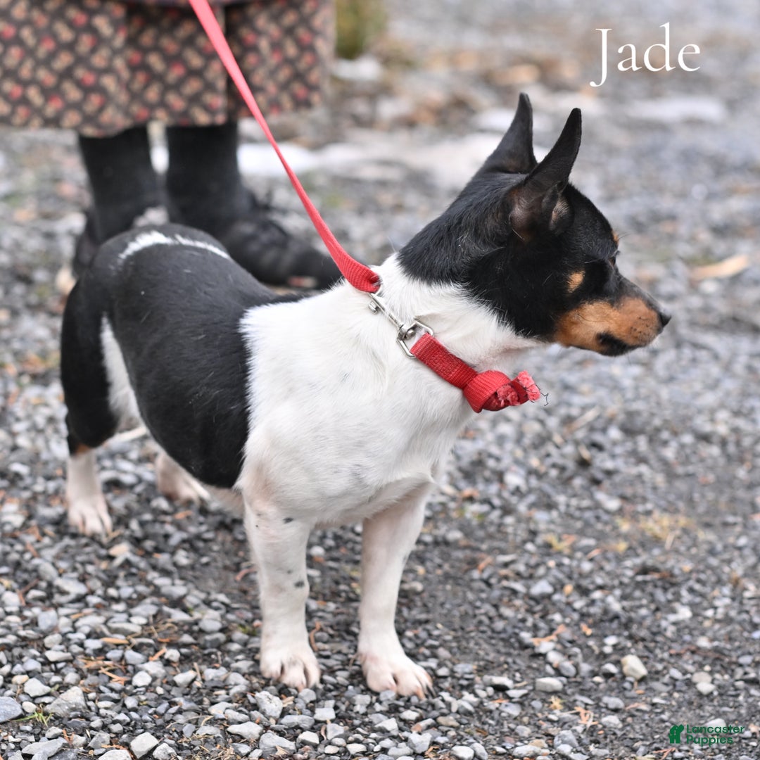 Jack Russell Terrier dogs for sale: Jack Russell Terrier Puppy 1 - Ad 4