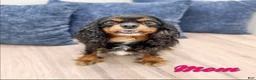 Cavapoo dogs for sale: Tiny - Ad 9
