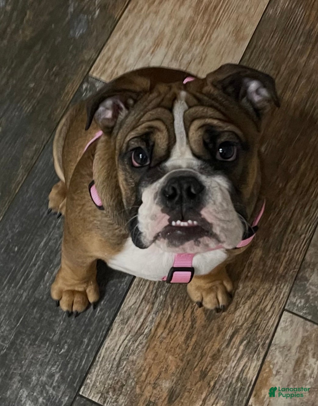 English Bulldog dogs English Bulldog Puppy 1 - Ad 35