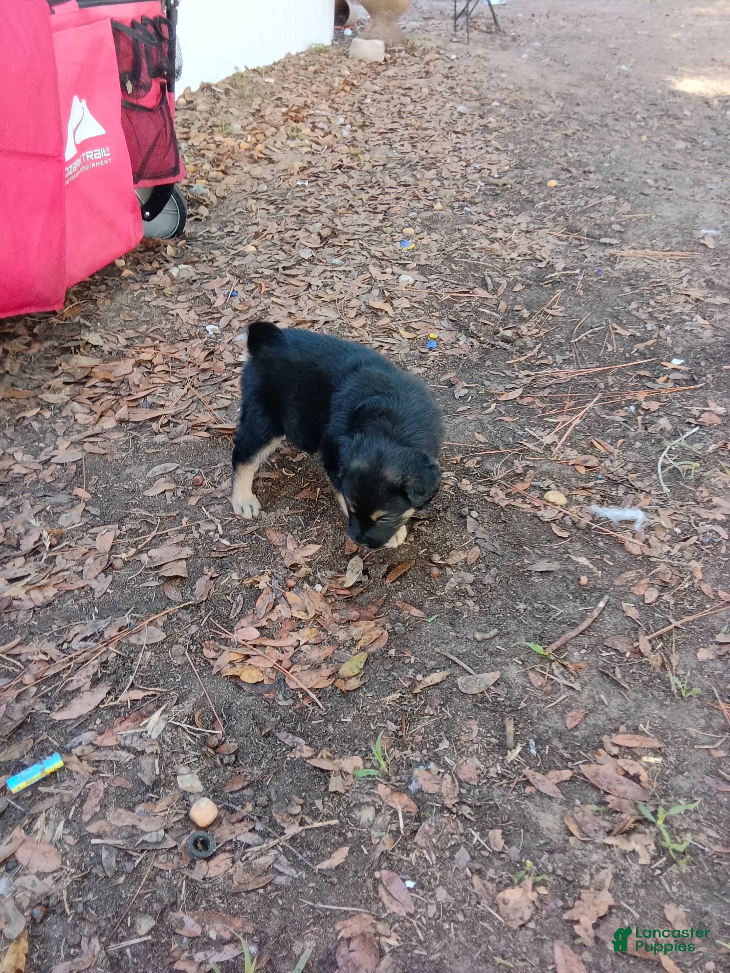 Mixed Breed dogs  Puppy 1 loyalshadow - Ad 3