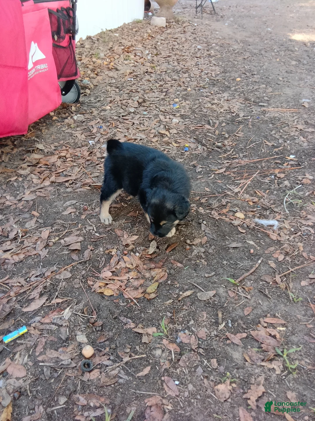 Mixed Breed dogs for sale:  Puppy 1 loyalshadow - Ad 1