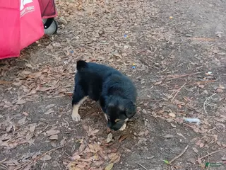 Mixed Breed dogs Puppy 1 loyalshadow - Ad 3