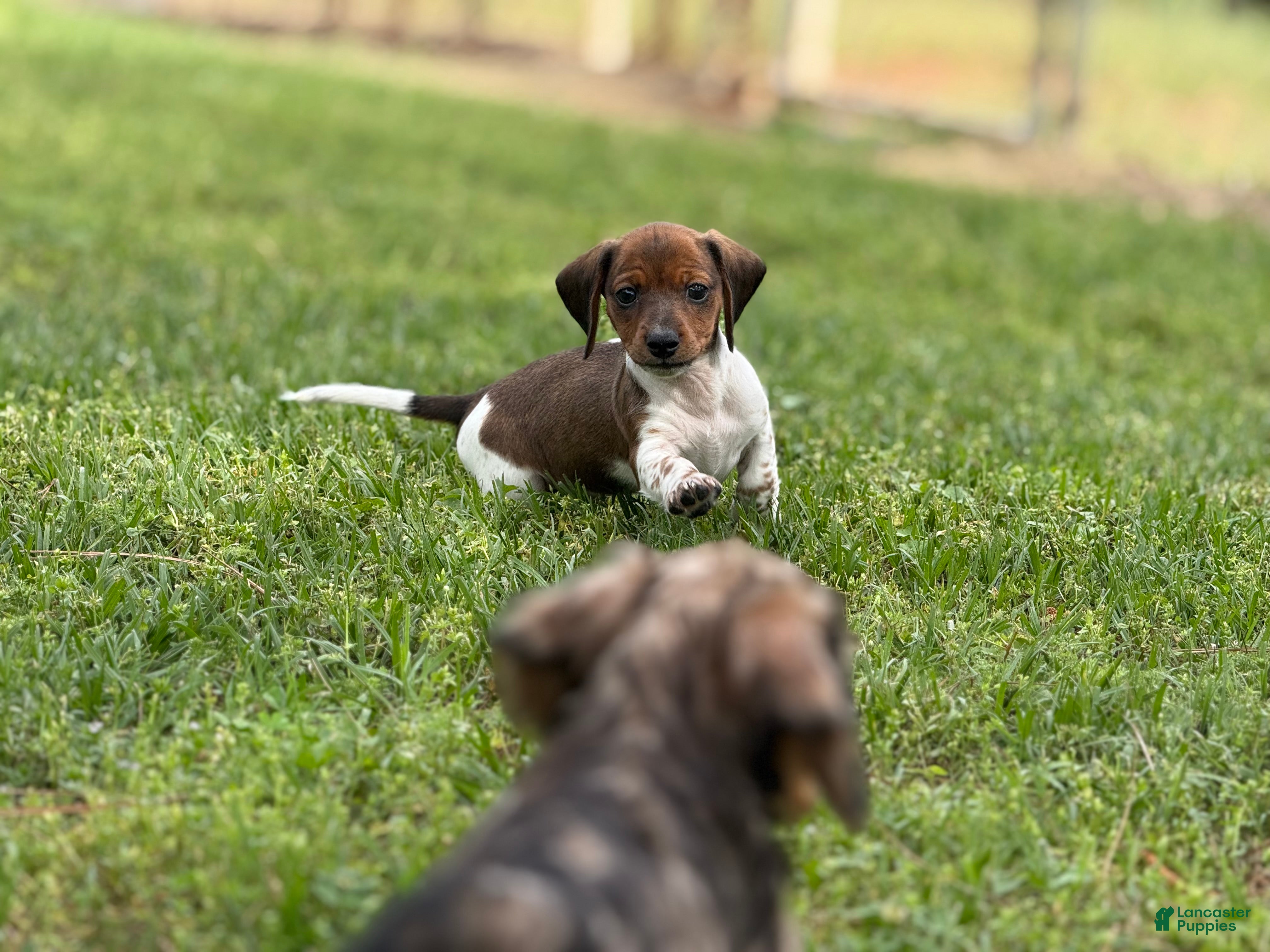 Miniature Dachshund dogs Shorty - Ad 16