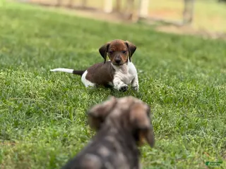 Miniature Dachshund dogs Shorty - Ad 16