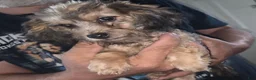 Mixed Breed dogs for sale: Mixed Breed 2 - Ad 1