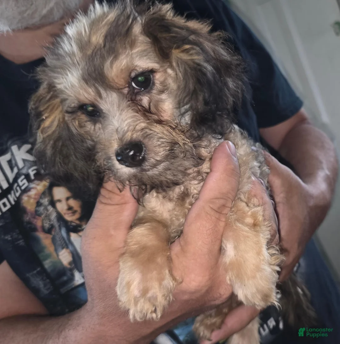 Mixed Breed dogs for sale: Mixed Breed 2 - Ad 1