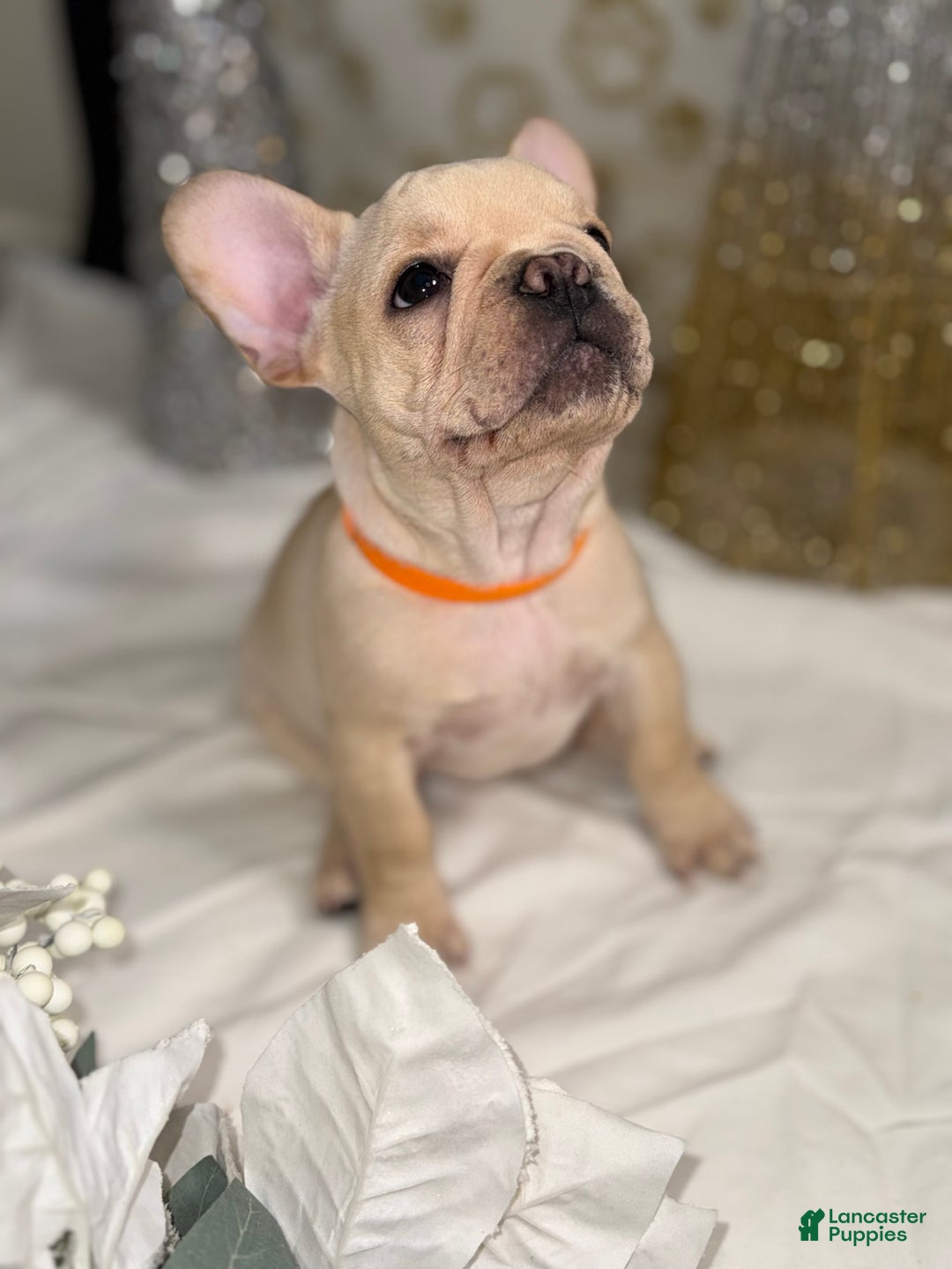 French Bulldog dogs for sale: Flash - Ad 3