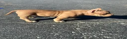 American Bully dogs for sale:  1 - Ad 4