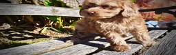 Havapoo dogs for sale: Porsha - Ad 6
